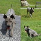 Thajsk� Ridgeback modr� �t���tka s PP