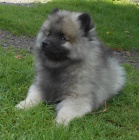 Keeshond / vl�� �pic prod�m �t��ata s PP