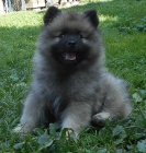 Keeshond / vl�� �pic prod�m �t��ata s PP