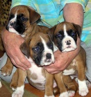 �t��ata boxera s PP