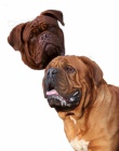 Bordeauxsk� Dogy s PP �t��ata Dogue de Bordeaux