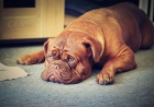 Bordeauxsk� Dogy s PP �t��ata Dogue de Bordeaux