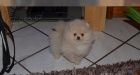 Pomeranian �te�at� na predaj dobre vy�ko