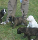 BOXER-�t���tka s PP, 3 pejsky a fenku prod�me