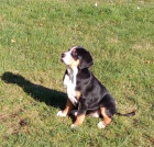 Velk� �v�carsk� sala�nick� pes