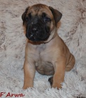 Boerboel tata s PP