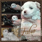 �t���tka malt�z��k�