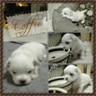 �t���tka malt�z��k�