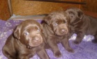 Labradorsk� retriever s PP
