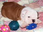 Anglick� buldok, English Bulldog, buldog s PP