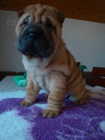�arpej, Shar-pei