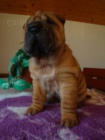 �arpej, Shar-pei