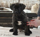 Boerboel tn s PP