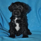 Tibetsk� teri�r - �t���tka s PP