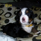 Bernsk� sala�nick� pes s PP