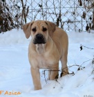 Boerboel tn s PP