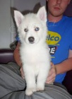 Sibi�sk� husky na prodej bez PP