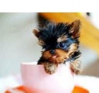 York��rsk� teri�r na prodej s PP