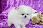 Pomeranian �t��ata na prodej