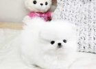 Pomeranian �t��ata na prodej