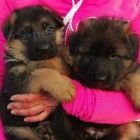 N�meck� ov��k na prodej s PP