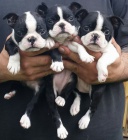 Prod�m Boston teri�r �tenata