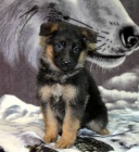 N�meck� ov��k typ REX