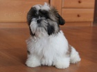 Shih-tzu, �i-tzu pejsek s PP