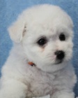 Bionek - Bichon fris