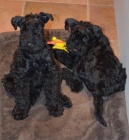 Kerry blue teri�r - �t��ata s PP