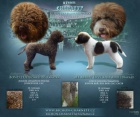 Lagotto Romagnolo - Romaolsk vodn pes