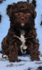 Lagotto Romagnolo - Romaolsk vodn pes