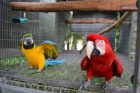 prodat Ara Ararauna papou�ek