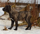 Boerboel tn s PP