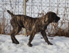 Boerboel tn s PP