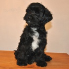 Tibetsk� teri�r - pejsek s PP