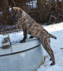 Boerboel PP - feneka ji k odbru