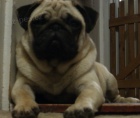 Mops - zad�m kvalitn� �t��ata s PP - b�ov�