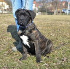 Cane corso - �t��ata s PP