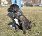 Cane corso - �t��ata s PP