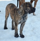 Boerboel tata s PP na prodej