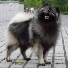 N�meck� �pic vl��