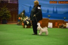 Bi�onek - Bichon Fris�