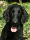 Flat Coated Retriever - �t���tka �ern� a hn�d�.