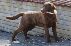 Chesapeake bay retriever s PP(jako labradorsk r.)