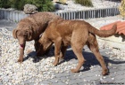 Chesapeake bay retriever s PP(jako labradorsk r.)