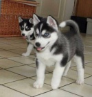 Sibi�sk� husky