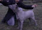 Thajsk� Ridgeback
