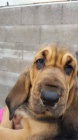 bloodhound 