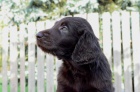Flat Coated retriever - hn�d� a �ern� �t���tka.